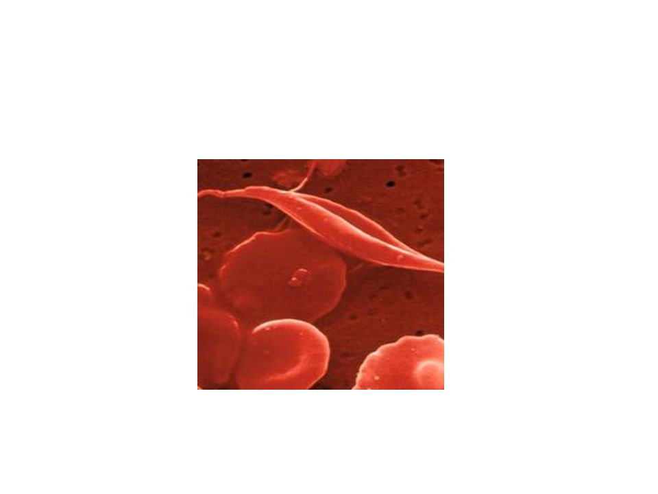 How has the red blood cell adapted?