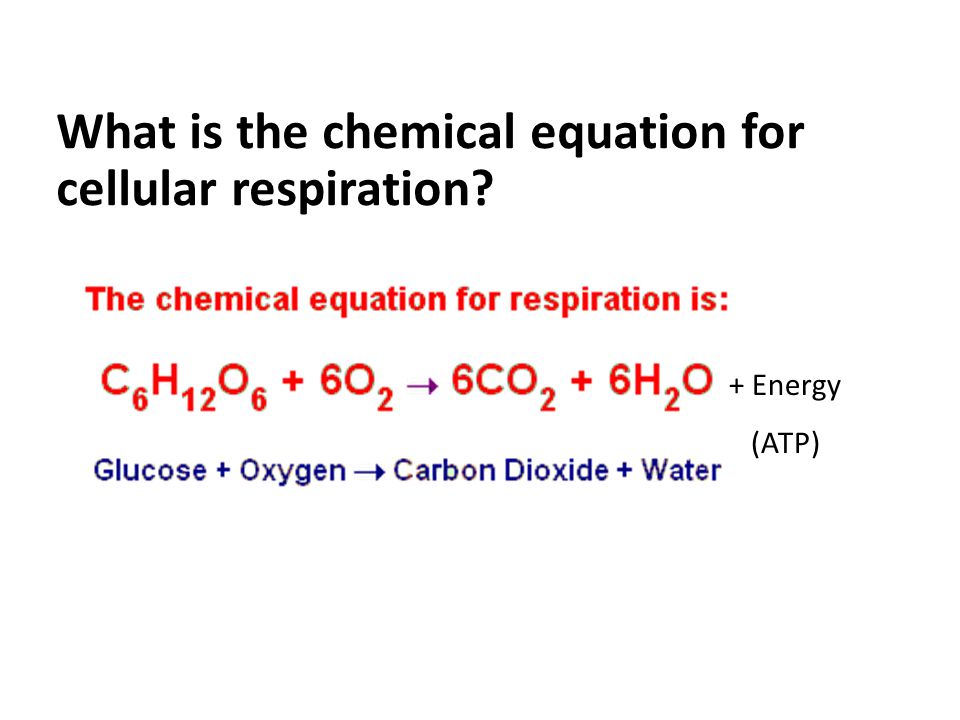 Give The Overall Chemical Equation For Cellular Respiration Describe The Chemical Equation For Cellular Respiration Using A Balanced Talkchannels Give Overall