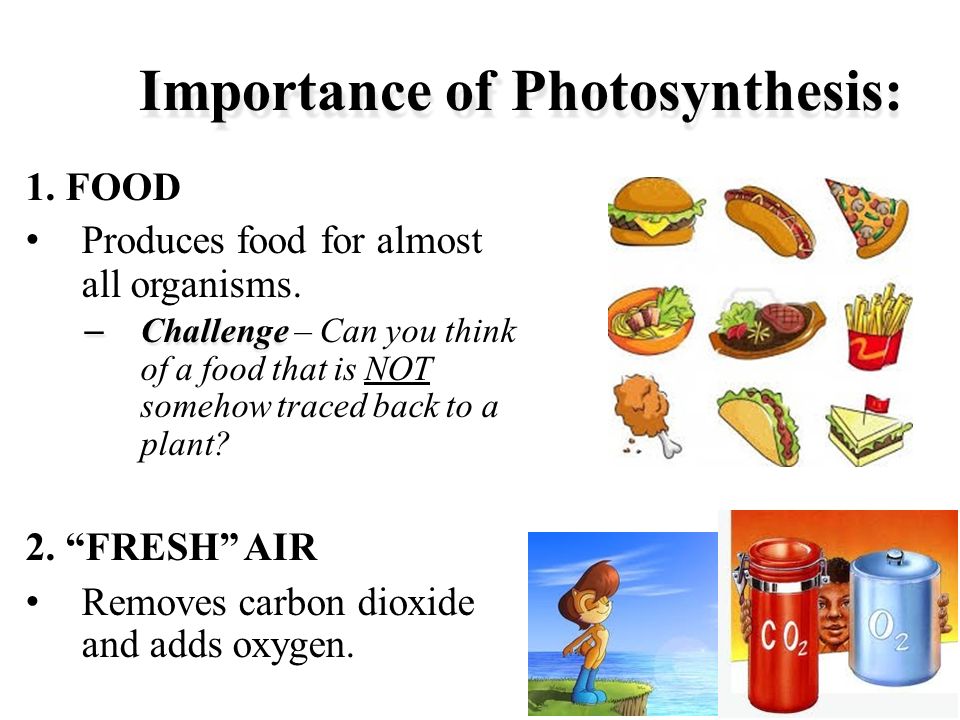 the importance of photosynthesis and respiration 1 lab #6 – photosynthesis and cellular respiration introduction in order to survive, organisms require a source of energy and molecular building blocks to construct all of their biological molecules. the importance of photosynthesis and respiration 1 lab #6 – photosynthesis and cellular respiration introduction in order to survive, organisms require a source of energy and molecular building blocks to construct all of their biological molecules.