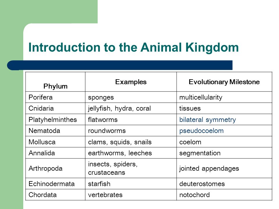 The Animal Kingdom - Lessons - Blendspace