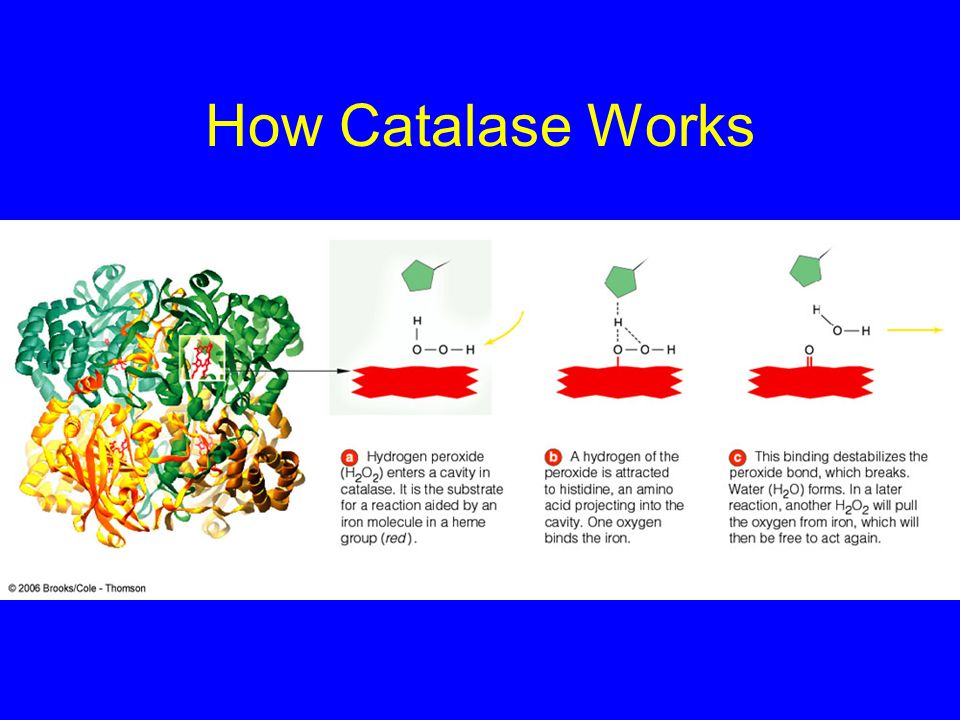 how cells work chapter 5 what is energy capacity to do work forms how catalase works