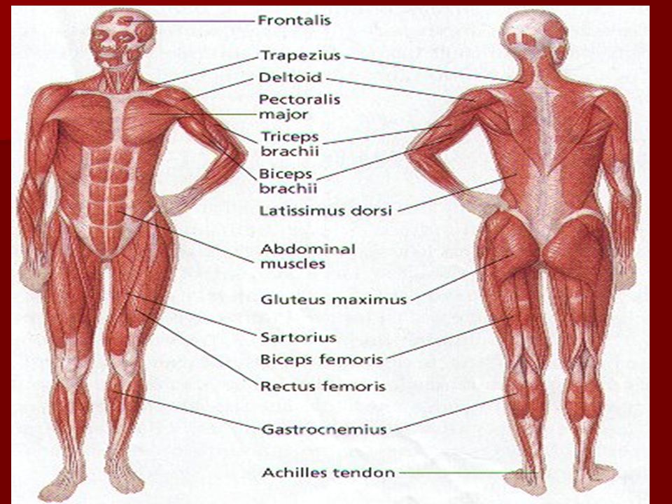 the muscular system key facts the ability to move is an essential the muscular system key facts the ability to move is an essential, Muscles