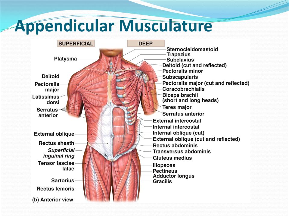 appendicular muscles