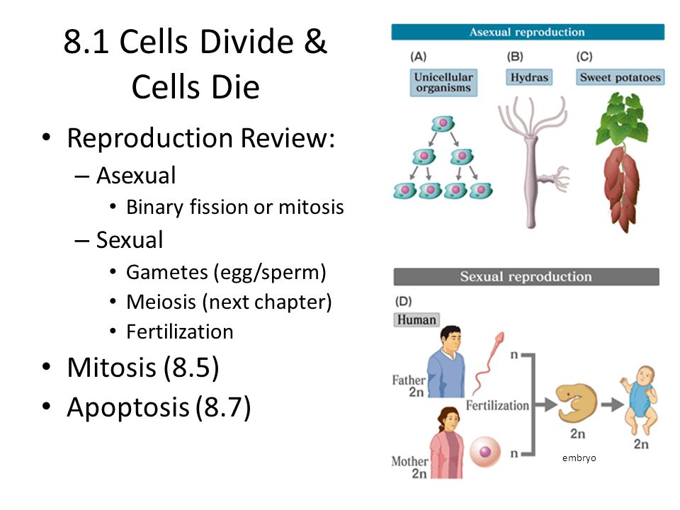 Fission egg sperm Results for youngest teen pornotube