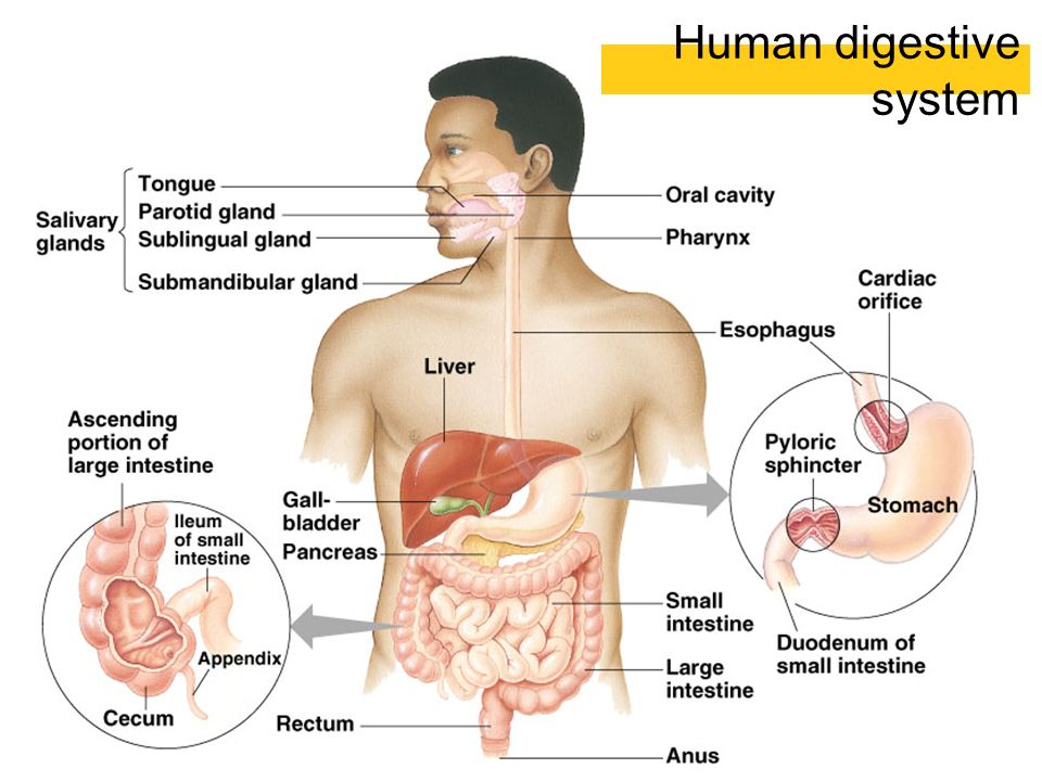 Quick Weight Loss Diet Before Heart Surgery