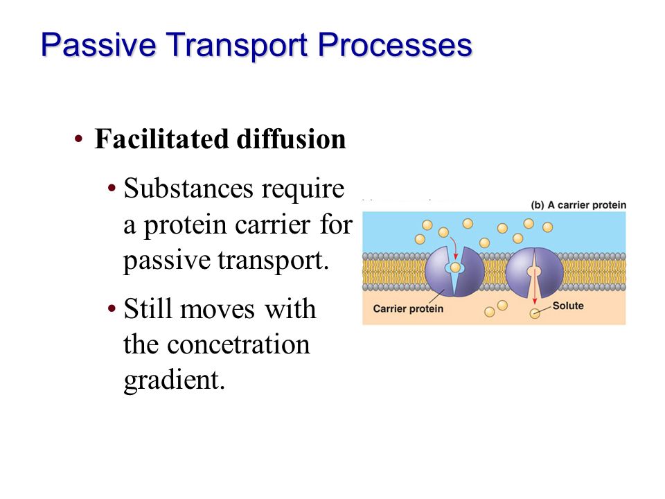 Worksheets Facilitated Diffusion Worksheet Answers chapter 3 cell physiology membrane transport worksheet answers cells pive active