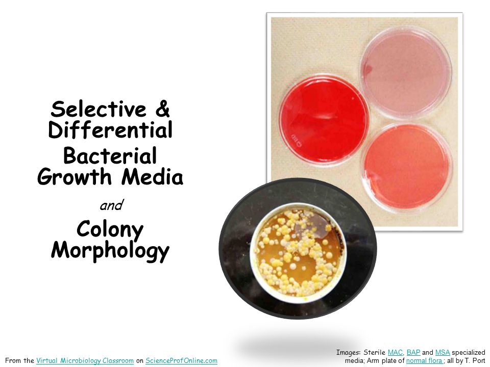 Powerpoint lessons on bacterial growth