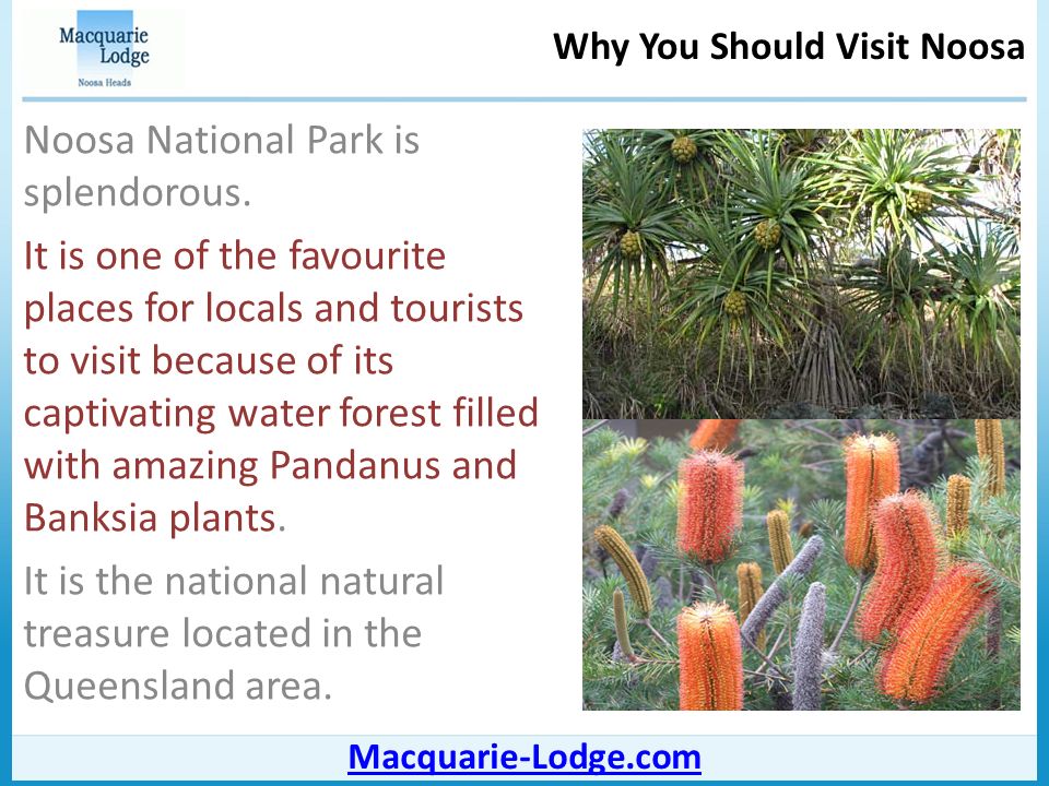 Why You Should Visit Noosa Macquarie-Lodge.com Noosa National Park is splendorous.