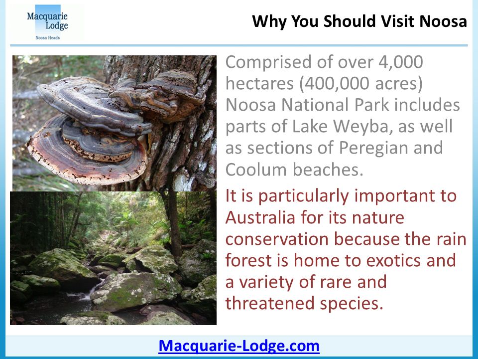 Why You Should Visit Noosa Macquarie-Lodge.com Comprised of over 4,000 hectares (400,000 acres) Noosa National Park includes parts of Lake Weyba, as well as sections of Peregian and Coolum beaches.