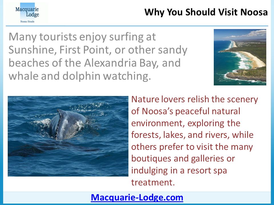 Why You Should Visit Noosa Macquarie-Lodge.com Many tourists enjoy surfing at Sunshine, First Point, or other sandy beaches of the Alexandria Bay, and whale and dolphin watching.