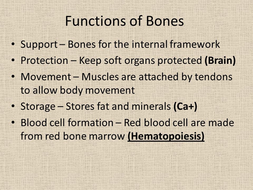 Printables The Skeletal System Worksheet Answer Key the skeletal system worksheet chapter 5 templates and worksheets answer key intrepidpath