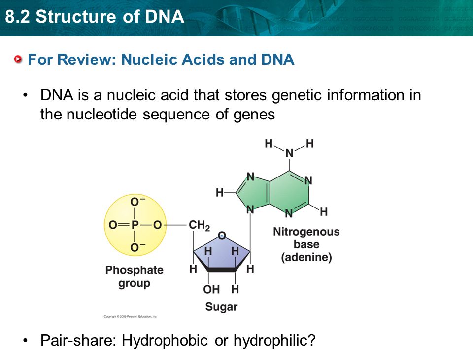 1 nucleic acid structure and function 1 nucleic acid structure and function