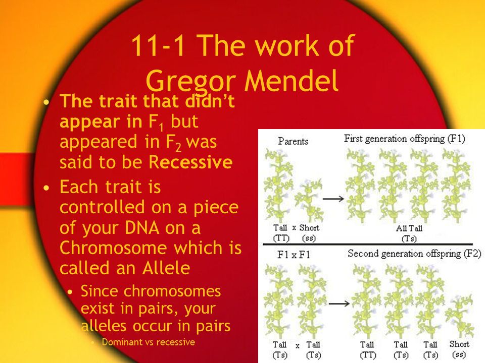 an introduction to the life of gregor mendel Gregor mendel: the friar who grew contemplative life of a friar, gregor mendel was able and his famous experiments are easy to understand as an introduction. an introduction to the life of gregor mendel Gregor mendel: the friar who grew contemplative life of a friar, gregor mendel was able and his famous experiments are easy to understand as an introduction.