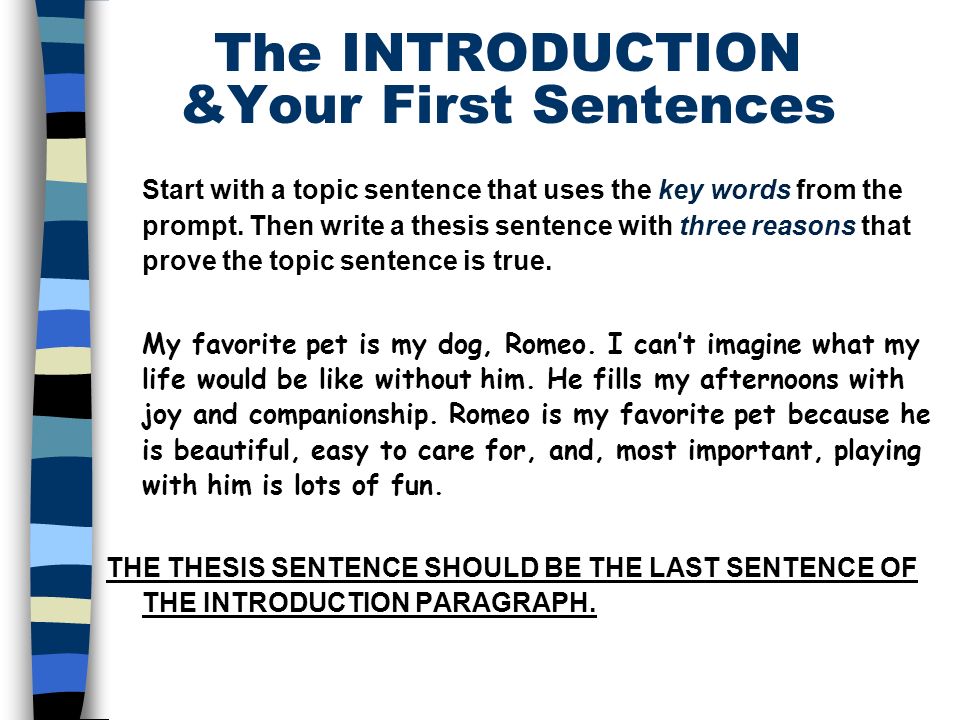 my favorite dog essay