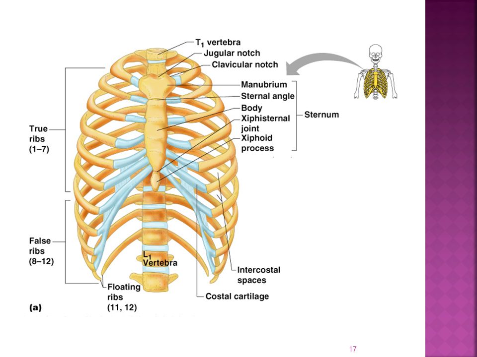 What bones make up the bony thorax?