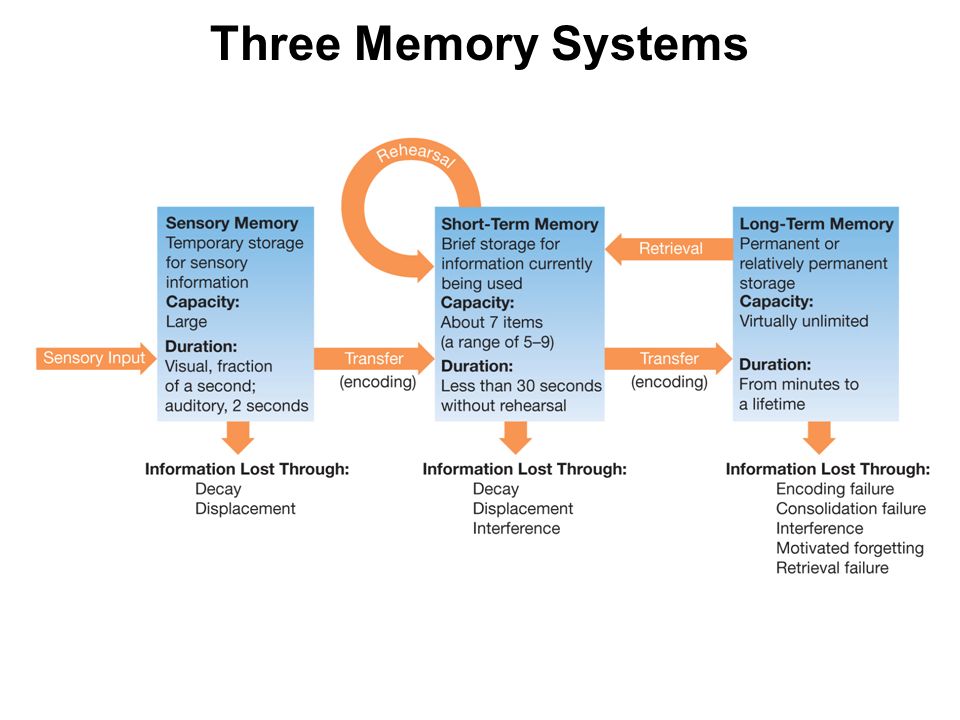 a short review of the human memory and its processes Short-term memory introduction to memory a proposed system and its control processesin: oh bower (ed) human memory: basic processes. a short review of the human memory and its processes Short-term memory introduction to memory a proposed system and its control processesin: oh bower (ed) human memory: basic processes.