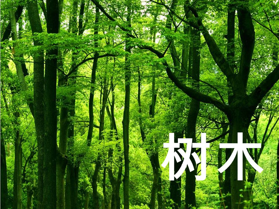 树木 净化空气 遮荫挡雨 造房建桥 防止水土流失 资源