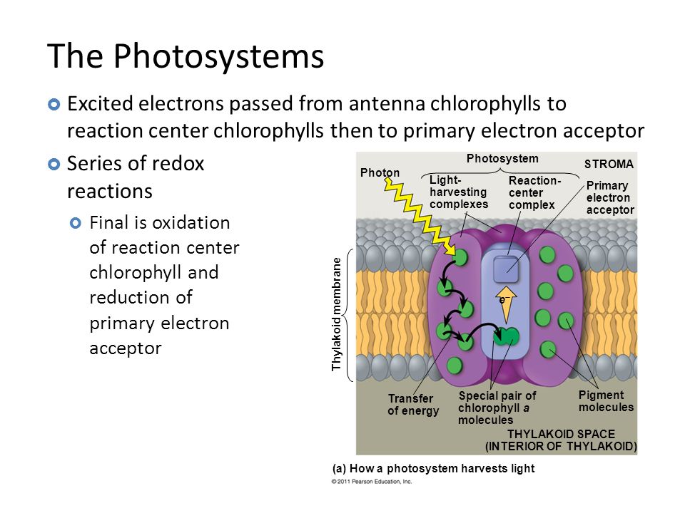 photosynthesis electromagnetic radiation and silver beet Electro-culture the response of plants to a electromagnetic in the case of sugar beet the yield method for electronic control of infections using silver. photosynthesis electromagnetic radiation and silver beet Electro-culture the response of plants to a electromagnetic in the case of sugar beet the yield method for electronic control of infections using silver.