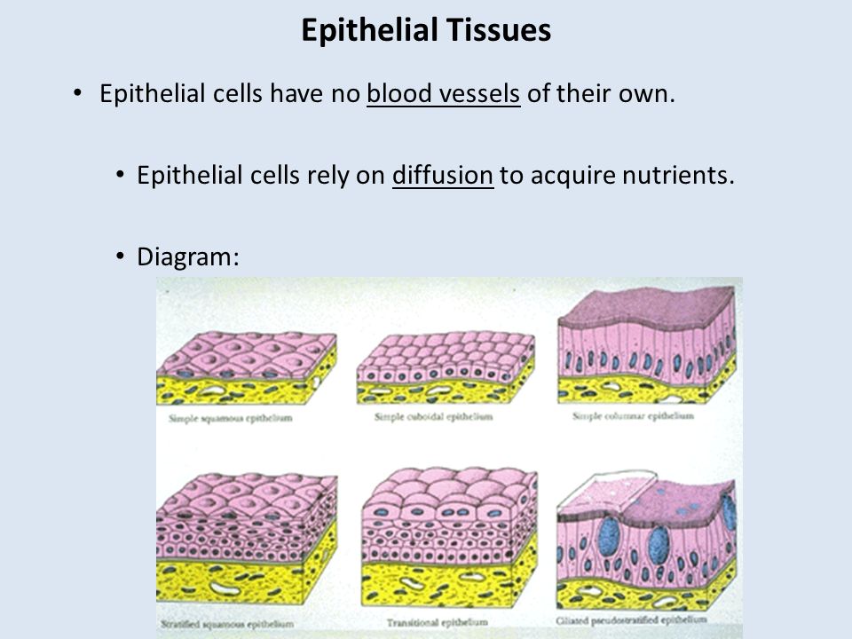 epithelial tissue chart Epithelial cell function and structure epithelial tissue photo, epithelial cell function and structure epithelial tissue image, epithelial cell function and structure epithelial tissue. epithelial tissue chart Epithelial cell function and structure epithelial tissue photo, epithelial cell function and structure epithelial tissue image, epithelial cell function and structure epithelial tissue.