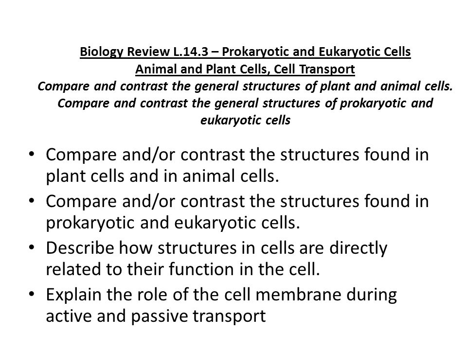 Prokaryotic And Eukaryotic Cells Worksheet Katinabags Com 7 Prokaryotic And Eukaryotic Cells
