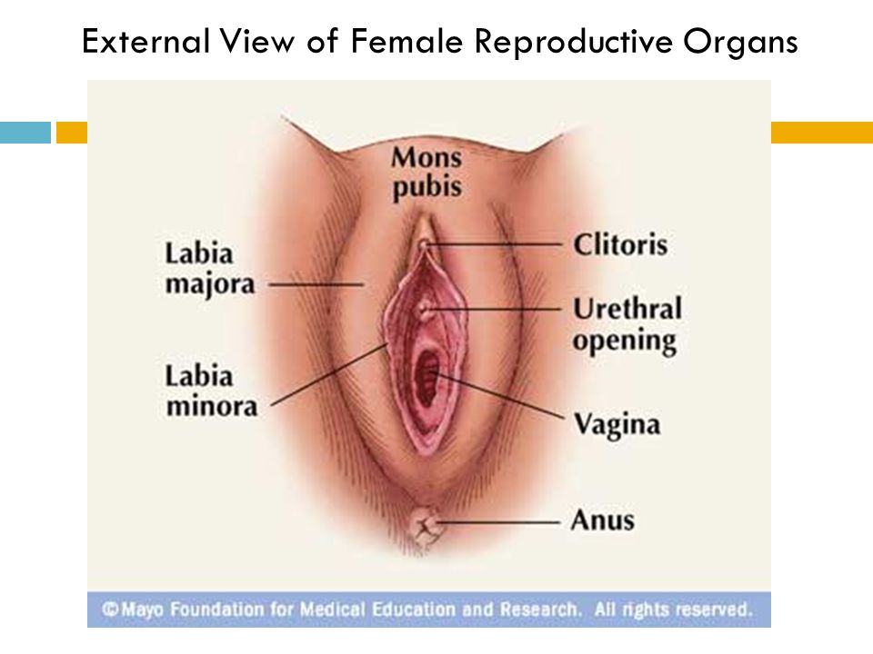 Orgasm spots clitoris