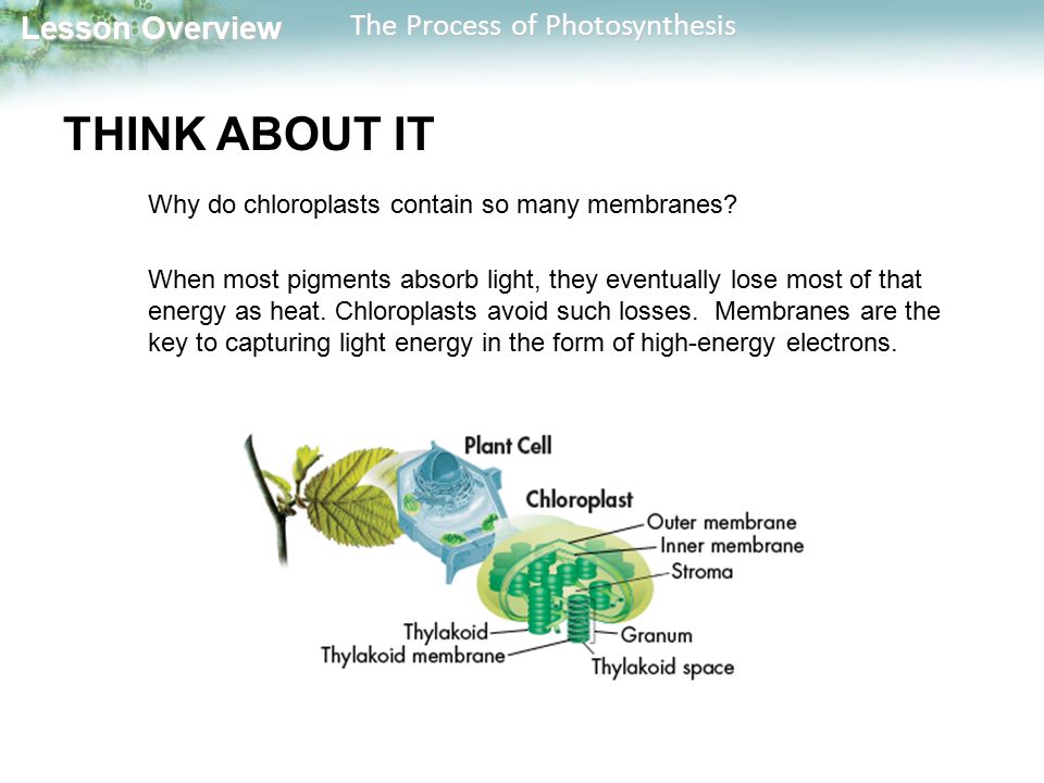a description of the process of photosynthesis a description of the process of photosynthesis