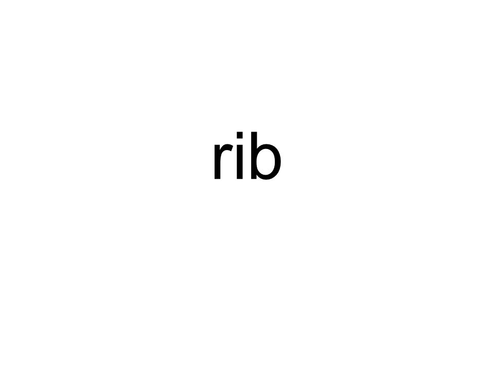 rib