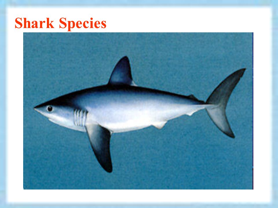 shark attacks basking shark