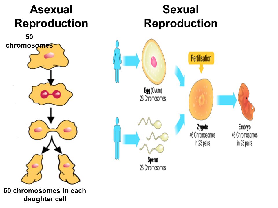 Image result for sexual and asexual reproduction