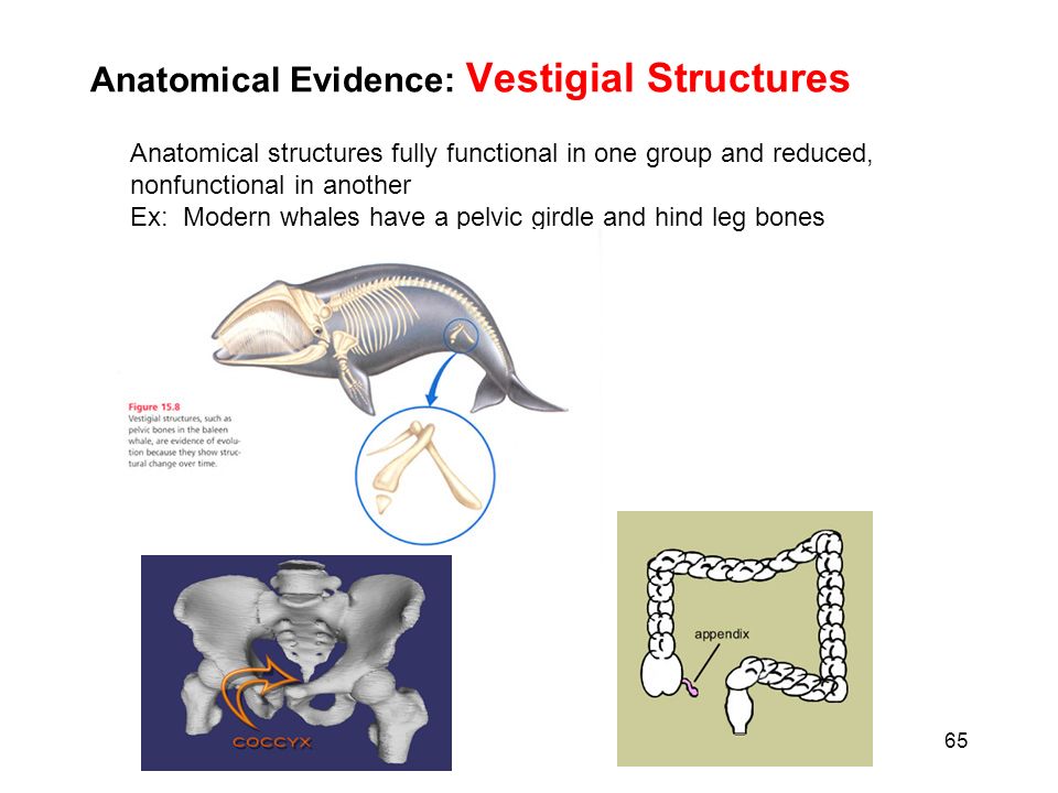 structural anatomical and functional similarities between Chapter 7 & 8 study play what are the ligaments associated with the pectoral girdle coracoacromial ligament: between coracoid process and acromion of scapula. structural anatomical and functional similarities between Chapter 7 & 8 study play what are the ligaments associated with the pectoral girdle coracoacromial ligament: between coracoid process and acromion of scapula.