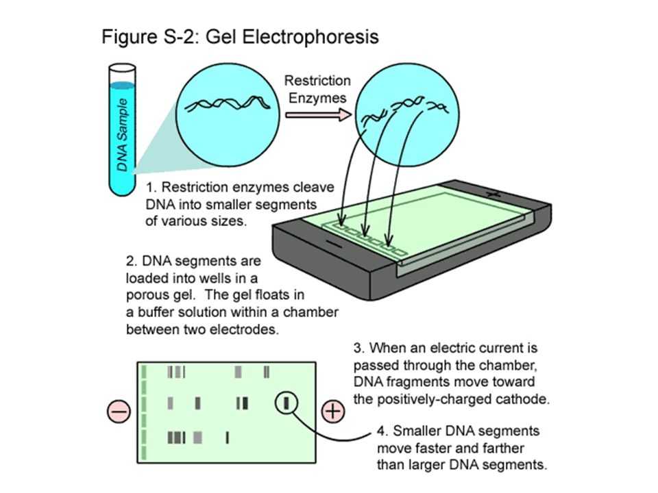 how dna technology are used in how dna technology are used in
