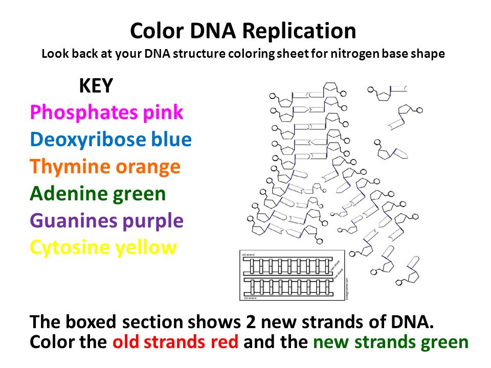 Worksheets Dna The Double Helix Worksheet Answer dna the double helix worksheet answers samsungblueearth samsungblueearth