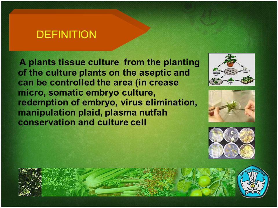 disadvantages of tissue culture Tissue culture is a biological research method in which parts of a plant are grown in a prepared medium tissue culture has both positive and negative aspects plant tissue culture experiments involve high cost because of the expensive machinery required. disadvantages of tissue culture Tissue culture is a biological research method in which parts of a plant are grown in a prepared medium tissue culture has both positive and negative aspects plant tissue culture experiments involve high cost because of the expensive machinery required.