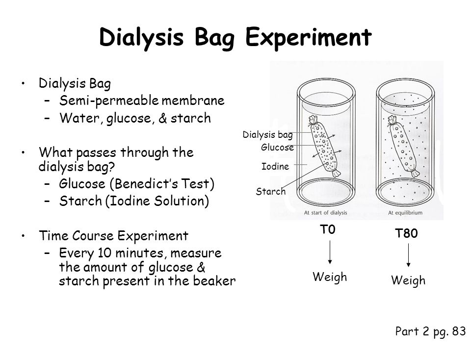 osmosis and dialysis essay osmosis and dialysis essay