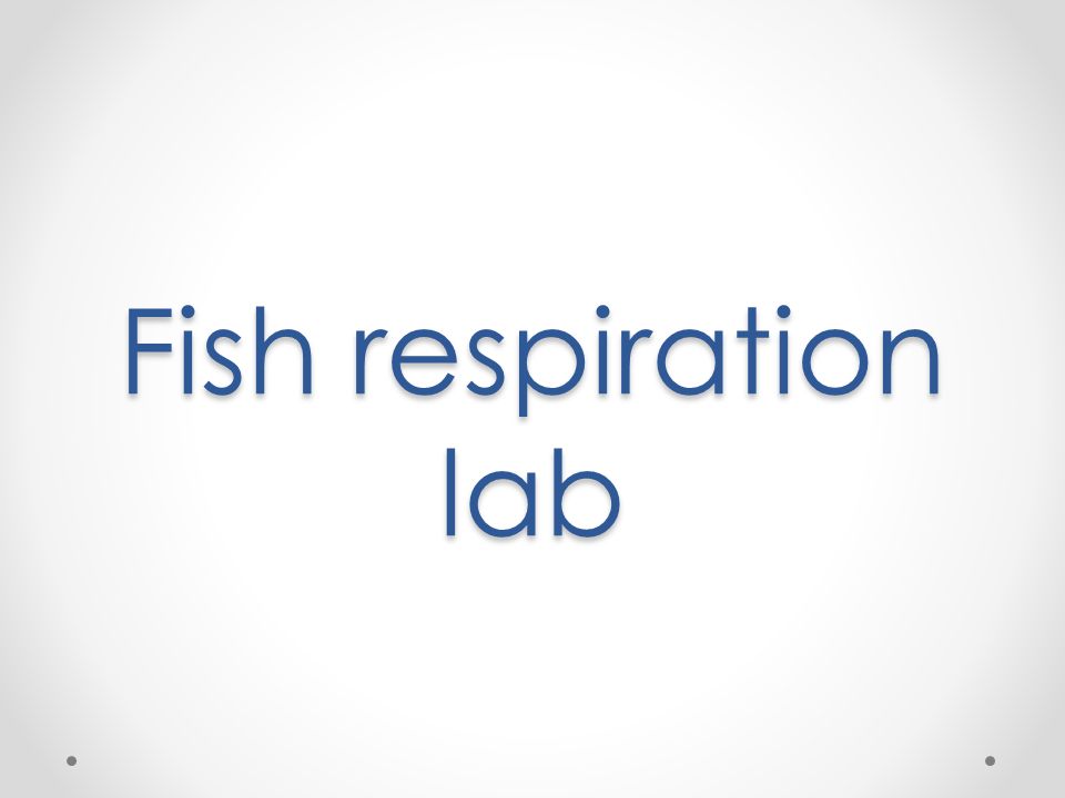 goldfish respiration essay Find essay examples get a custom paper questions & answers essays on homeostasis and goldfish respiration physical education we have found 500 essays. goldfish respiration essay Find essay examples get a custom paper questions & answers essays on homeostasis and goldfish respiration physical education we have found 500 essays.