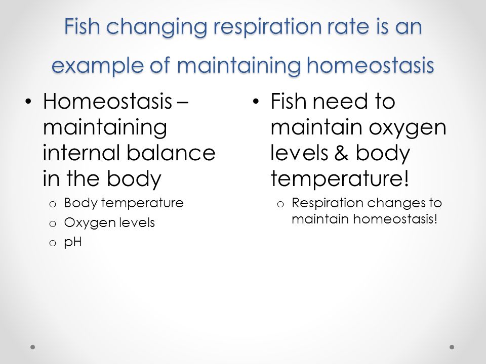 goldfish respiration essay Find essay examples get a custom paper questions & answers essays on homeostasis and goldfish respiration physical education we have found 500 essays. goldfish respiration essay Find essay examples get a custom paper questions & answers essays on homeostasis and goldfish respiration physical education we have found 500 essays.