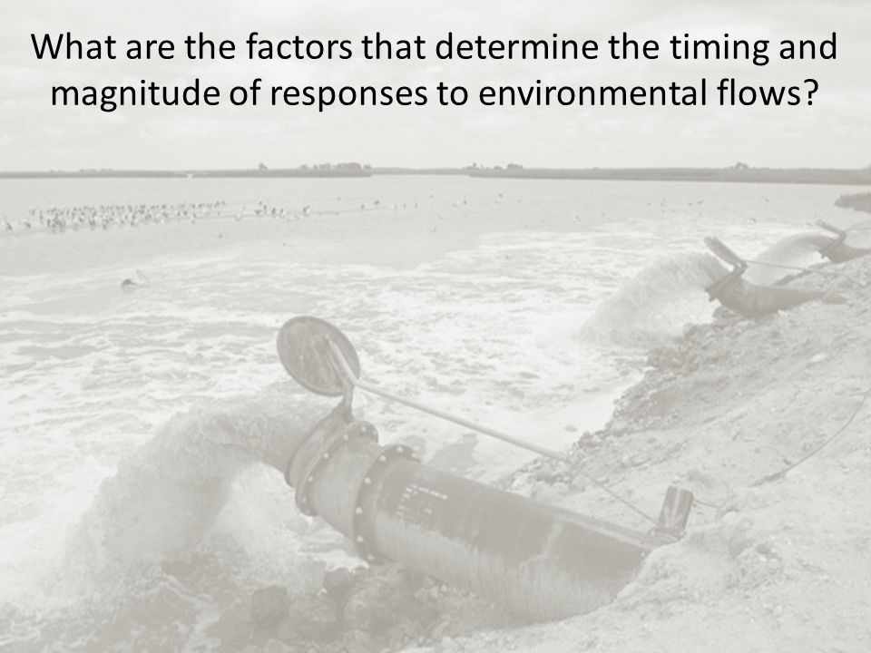 What are the factors that determine the timing and magnitude of responses to environmental flows