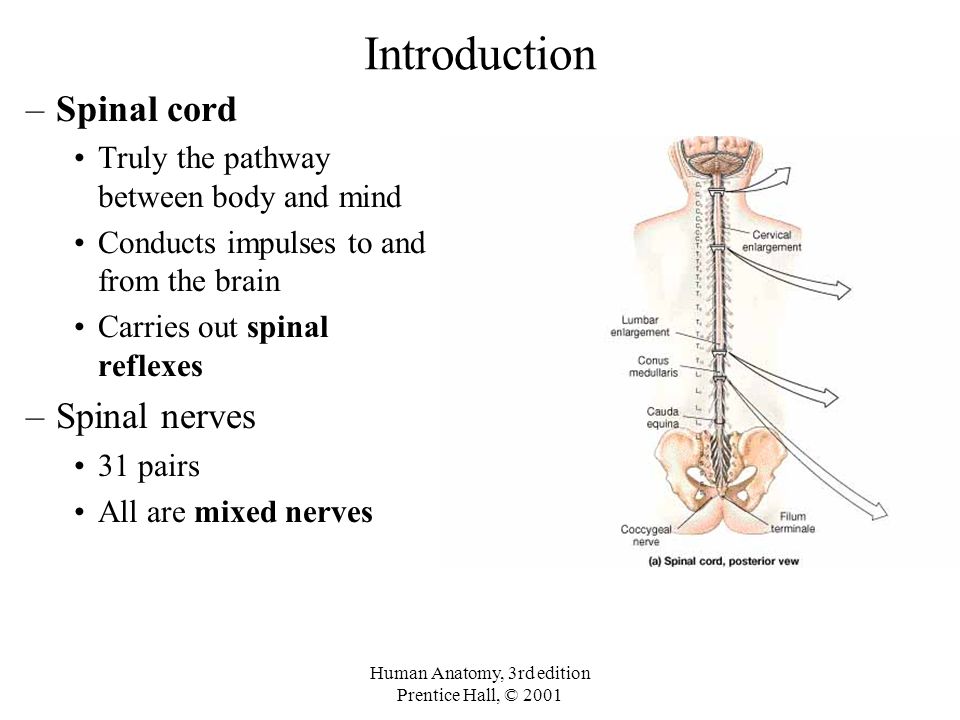 an introduction to the brain and spinal cord Brain and spinal cord injuries introduction traumatic brain injury spinal cord injuries are caused by trauma or accidents and most of. an introduction to the brain and spinal cord Brain and spinal cord injuries introduction traumatic brain injury spinal cord injuries are caused by trauma or accidents and most of.
