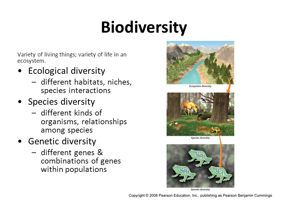the importance of conserving biodiversity These areas are the biodiversity hotspots, 35 regions where success in conserving species can have an a majority of conservation international’s global. the importance of conserving biodiversity These areas are the biodiversity hotspots, 35 regions where success in conserving species can have an a majority of conservation international’s global.