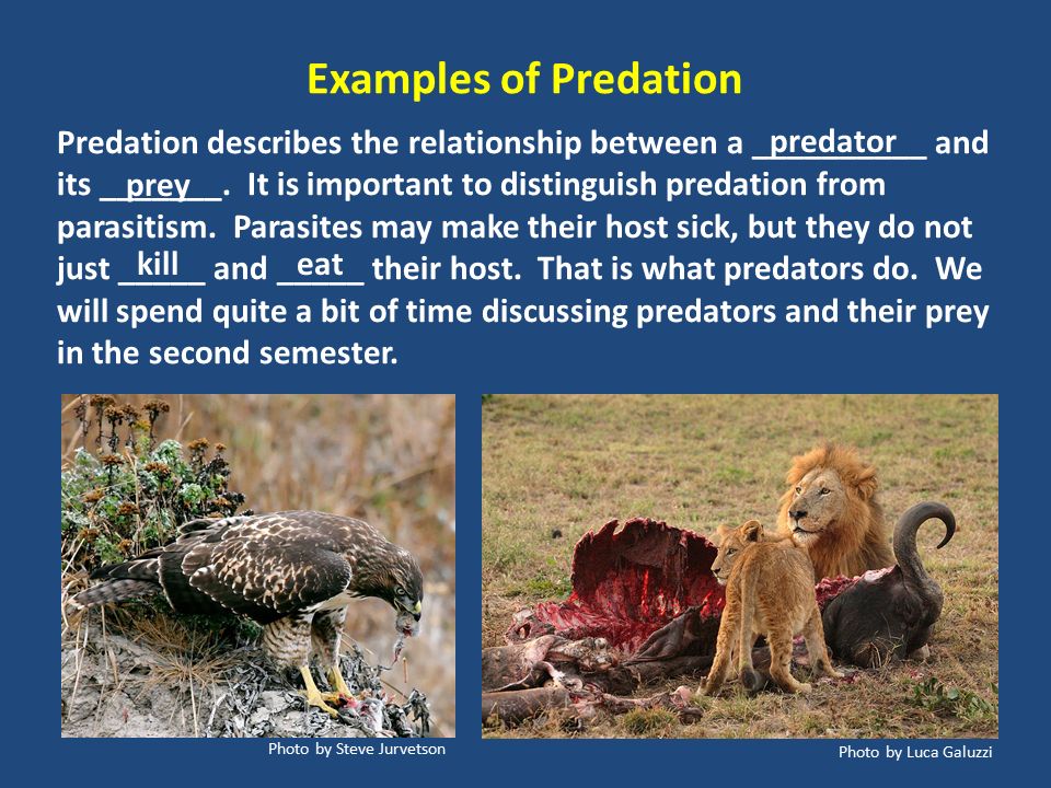 the relationship between predators and their prey the relationship between predators and their prey