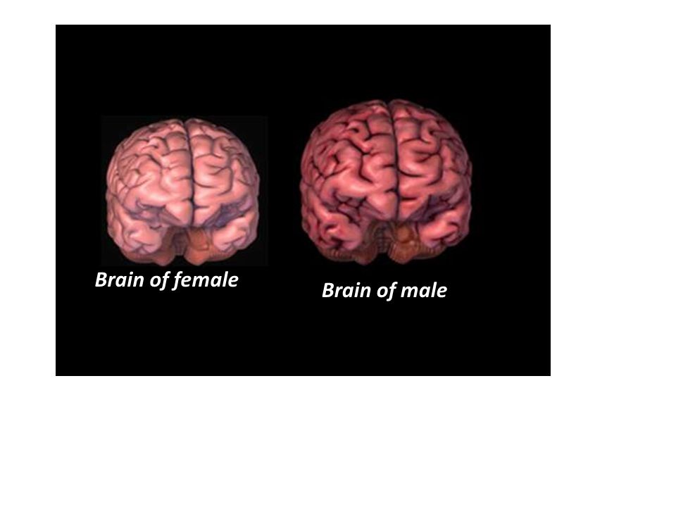Image result for male female brain