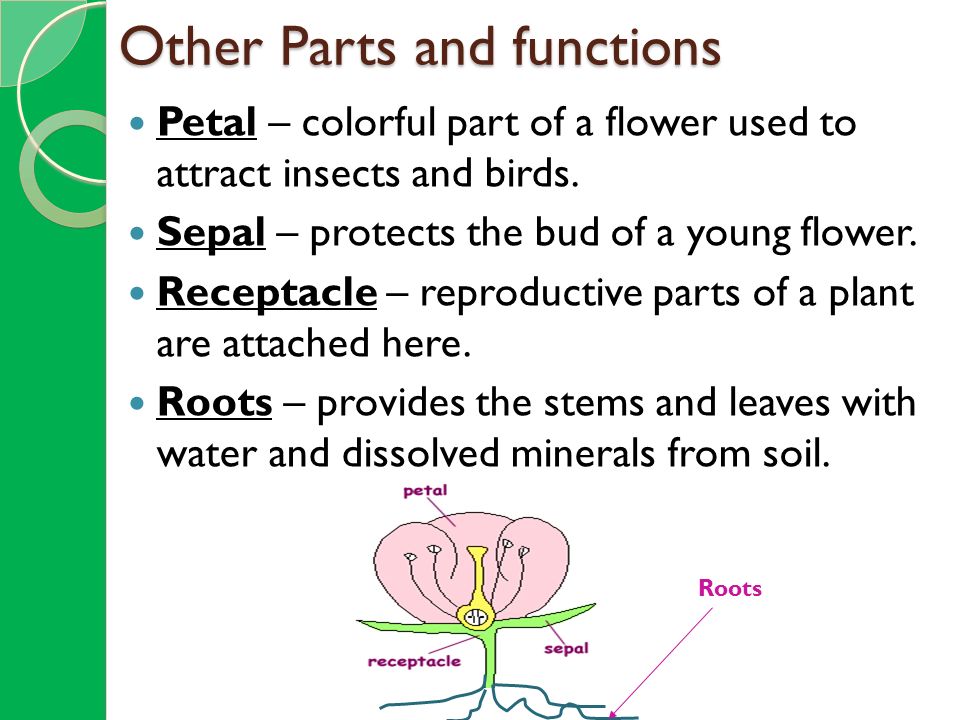What is the function of a flower petal?