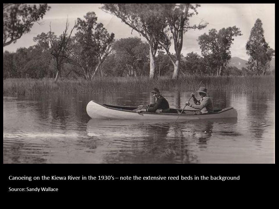 Canoeing on the Kiewa River in the 1930’s – note the extensive reed beds in the background Source: Sandy Wallace