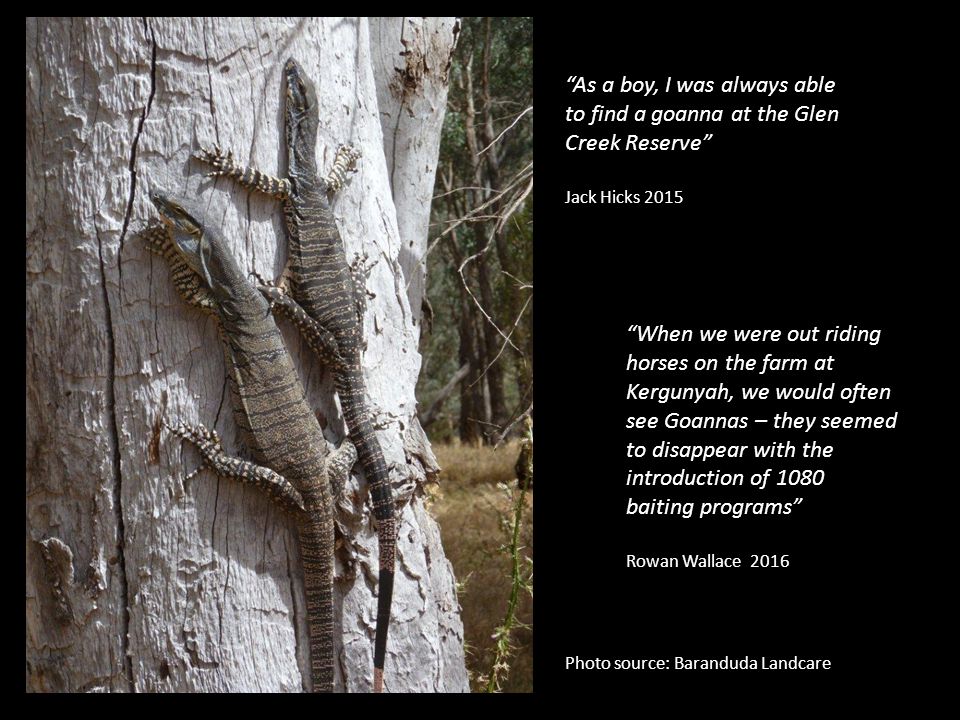 When we were out riding horses on the farm at Kergunyah, we would often see Goannas – they seemed to disappear with the introduction of 1080 baiting programs Rowan Wallace 2016 As a boy, I was always able to find a goanna at the Glen Creek Reserve Jack Hicks 2015 Photo source: Baranduda Landcare
