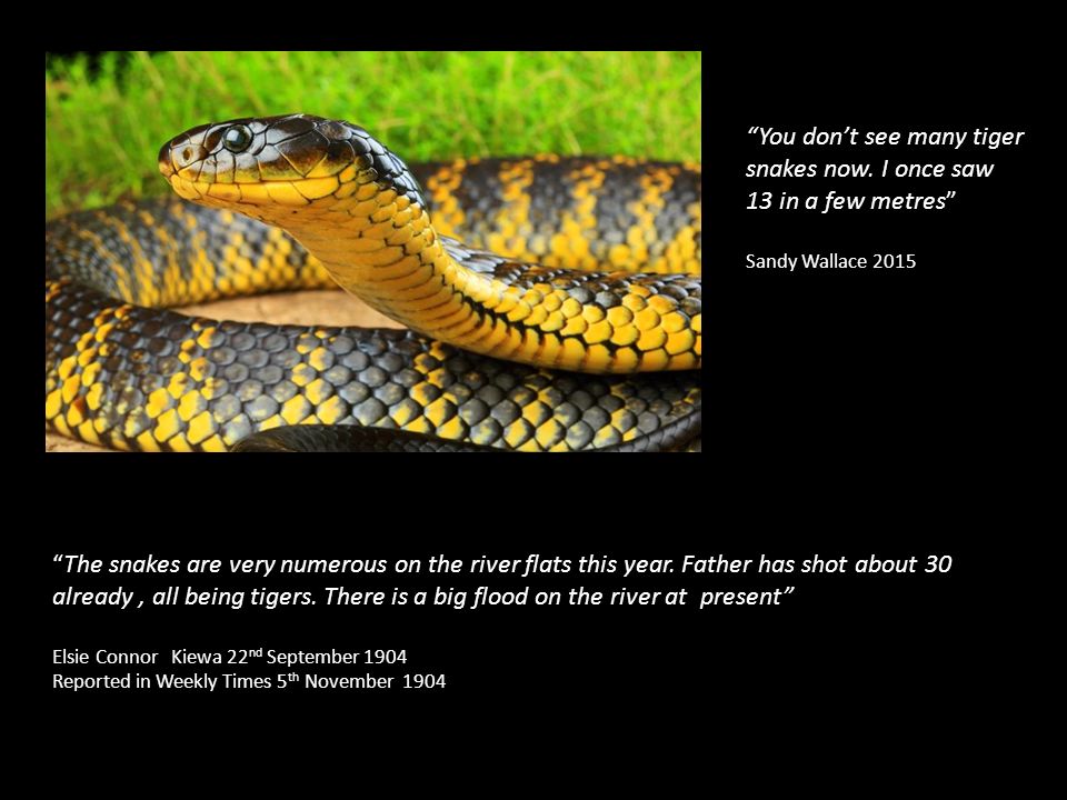 You don’t see many tiger snakes now.