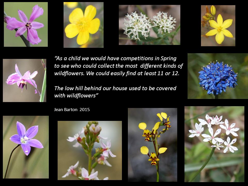 As a child we would have competitions in Spring to see who could collect the most different kinds of wildflowers.