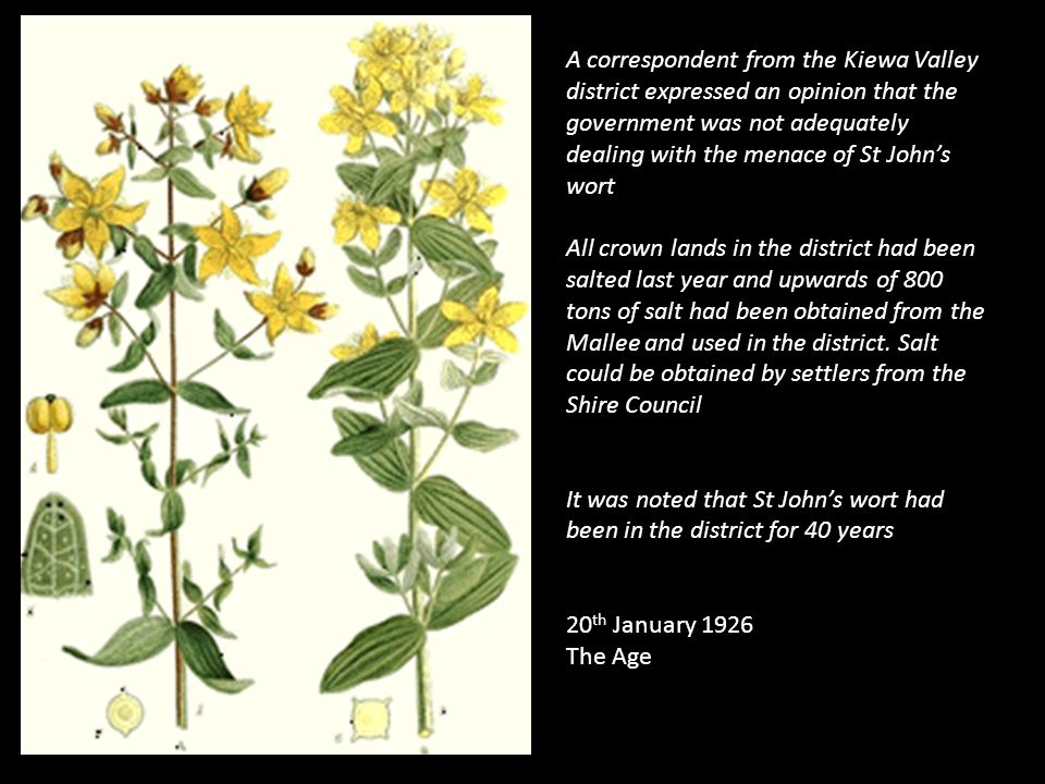 A correspondent from the Kiewa Valley district expressed an opinion that the government was not adequately dealing with the menace of St John’s wort All crown lands in the district had been salted last year and upwards of 800 tons of salt had been obtained from the Mallee and used in the district.