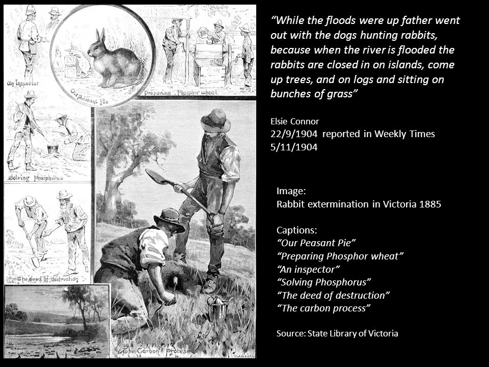 While the floods were up father went out with the dogs hunting rabbits, because when the river is flooded the rabbits are closed in on islands, come up trees, and on logs and sitting on bunches of grass Elsie Connor 22/9/1904 reported in Weekly Times 5/11/1904 Image: Rabbit extermination in Victoria 1885 Captions: Our Peasant Pie Preparing Phosphor wheat An inspector Solving Phosphorus The deed of destruction The carbon process Source: State Library of Victoria