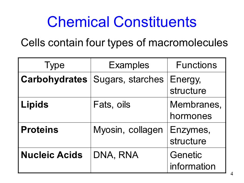 4 types of macromolecules
