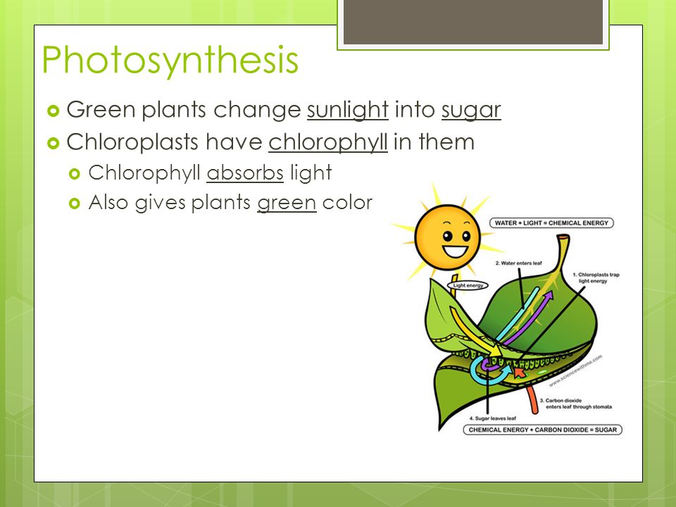 photosynthesis in non green plants photosynthesis in non green plants